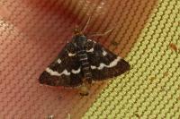 Pyrausta nigrata