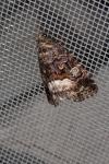 Deltote pygarga