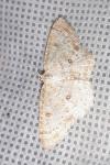 Cyclophora albipunctata