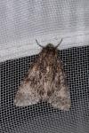 Acronicta megacephala