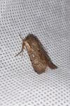 Violaphotia molothina occidentalis