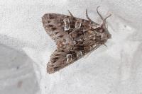 Pachetra sagittigera sagittigera