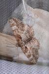 Cleora cinctaria