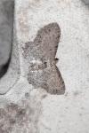 Anticollix sparsata