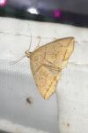 Herminia grisealis