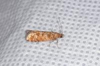 Rhyacionia pinivorana