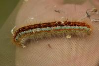 Malacosoma castrense