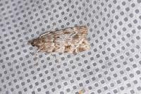 Scoparia ambigualis
