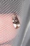 Apotomis sororculana