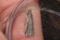 Pempelia palumbella