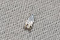 Leucoptera spartifoliella