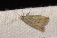 Bactra