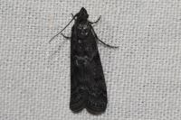 Ortholepis betulae