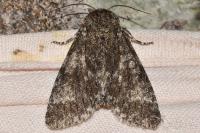 Acronicta megacephala