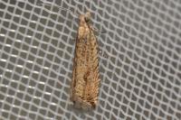Bactra