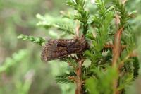 Oligia strigilis/versicolor/latruncula