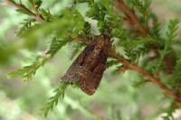 Oligia strigilis/versicolor/latruncula
