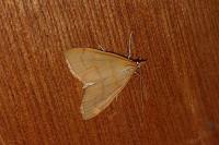 Anania crocealis