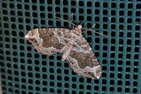 Lampropteryx otregiata