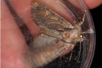 Apamea crenata