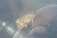 Celypha lacunana