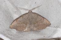 Pechipogo strigilata