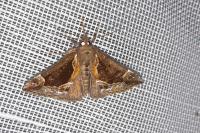 Hypena crassalis