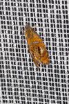 Olethreutes arcuella