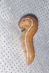 Anchoscelis litura