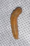 Anchoscelis litura