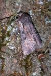Violaphotia molothina occidentalis