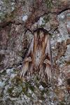 Actinotia polyodon