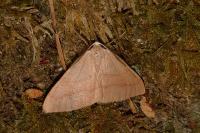 Hylaea fasciaria