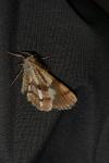 Bupalus piniaria