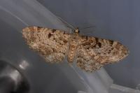 Eupithecia abietaria