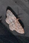 Hypomecis punctinalis