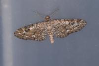 Eupithecia nanata