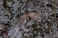 Eupithecia tantillaria