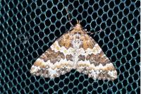 Electrophaes corylata