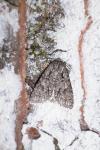 Acronicta auricoma