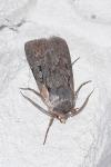 Violaphotia molothina occidentalis