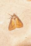 Nascia cilialis
