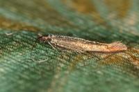 Coleophora deauratella