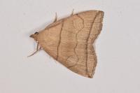 Herminia grisealis