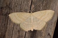 Scopula immutata