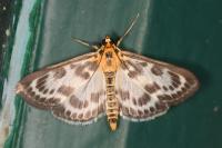 Anania hortulata
