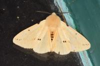 Spilarctia lutea