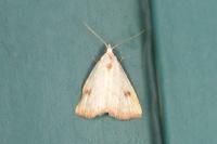 Rivula sericealis