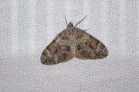 Thera variata