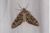 Thera variata/britannica